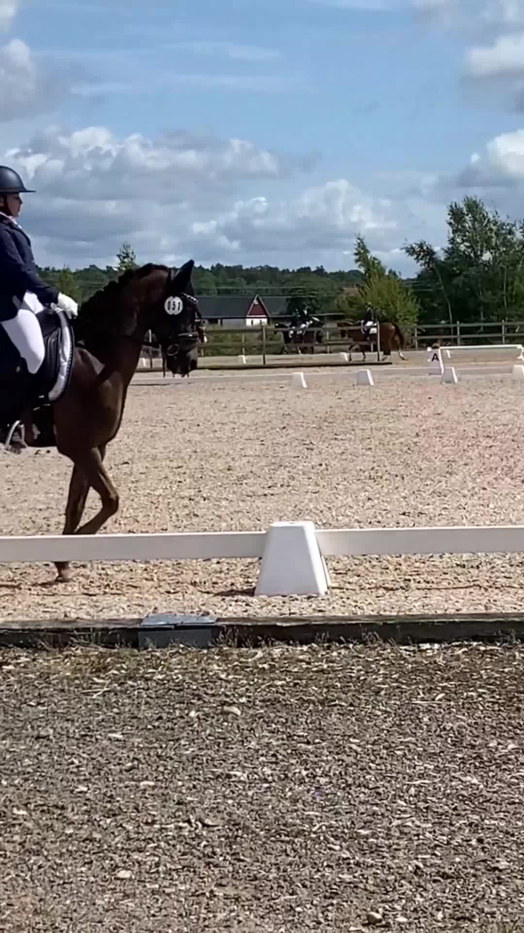 Dressyr hästar till salu: SM ponny och läromästare med stort ❤️ - Video 3