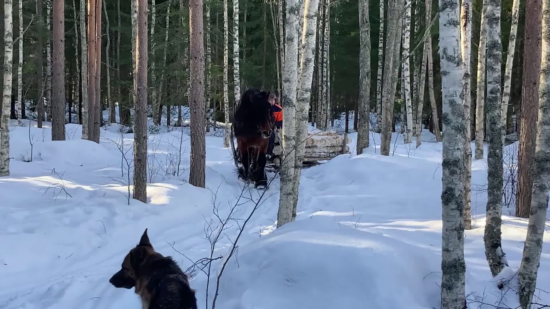 Allround hästar till salu: Nsv brukshingst säljes i Alfta - Video 5