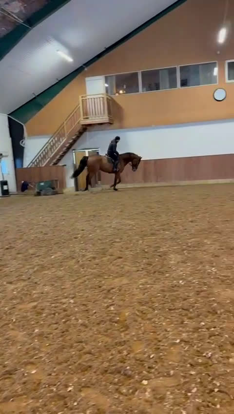 Hoppning hästar till salu: SWB valack 6 år - Video 2