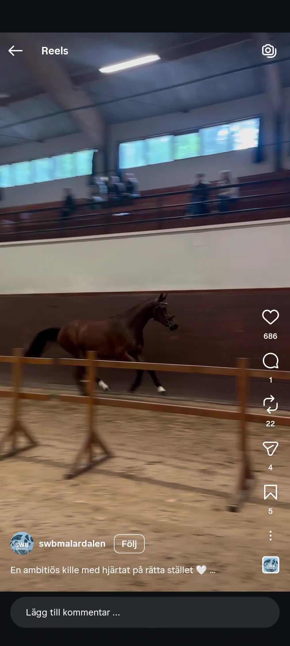 Hoppning hästar till salu: Perfekt första unghäst! - Video 1