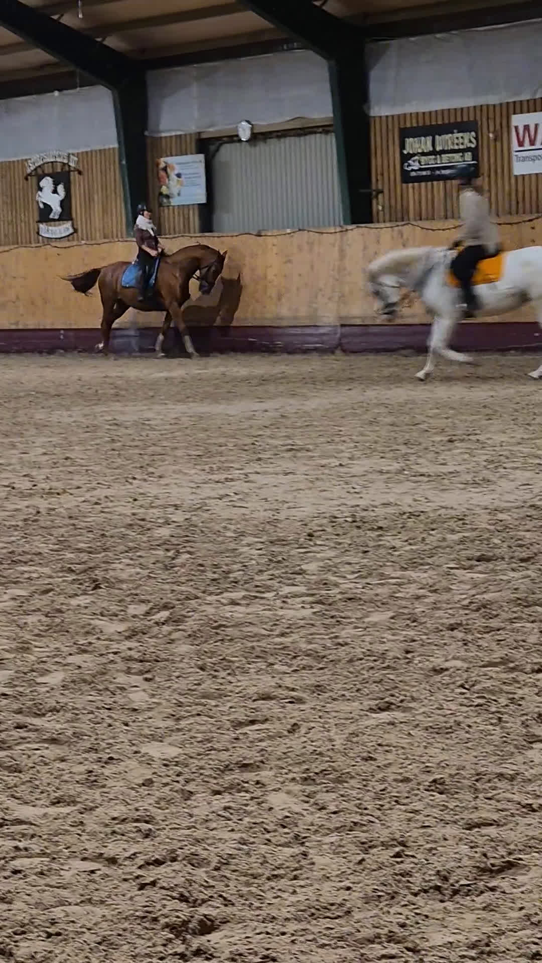 Dressyr hästar till salu: Fin dressyrhäst  i Billesholm - Video 4