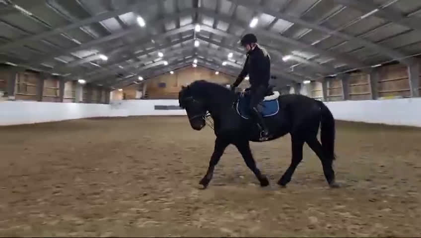 Dressyr hästar till salu: Stilig halv Friser  - Video 2