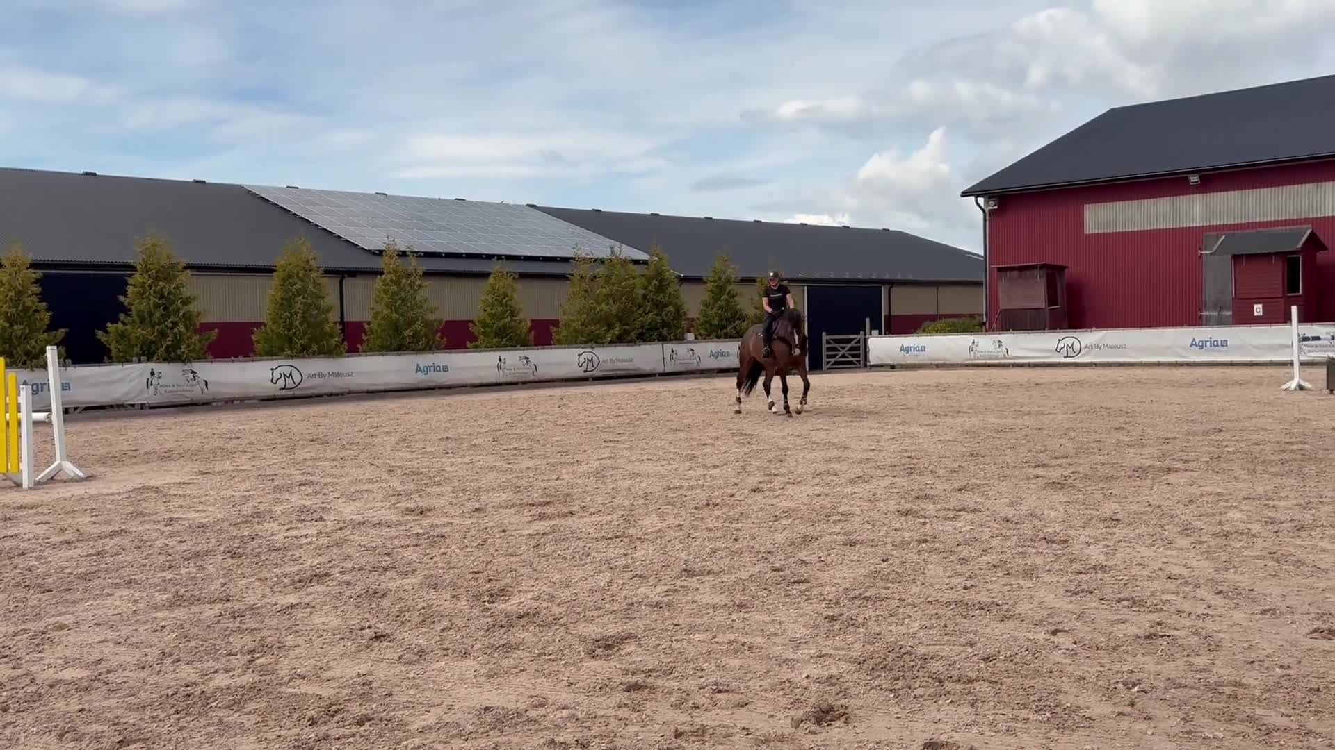 Hoppning hästar till salu: Lovande 5åring  i Mjölby - Video 3