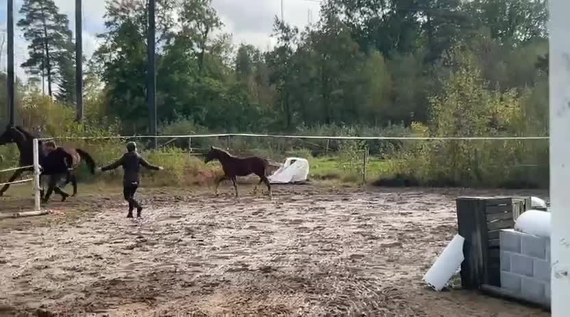 Hoppning hästar till salu: Högklassiga unghästar 1-2år - Video 4