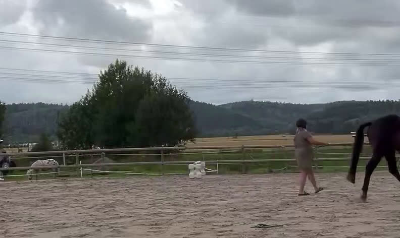 Dressyr hästar till salu: Välstammat och vackert sto under utbildning - Video 2