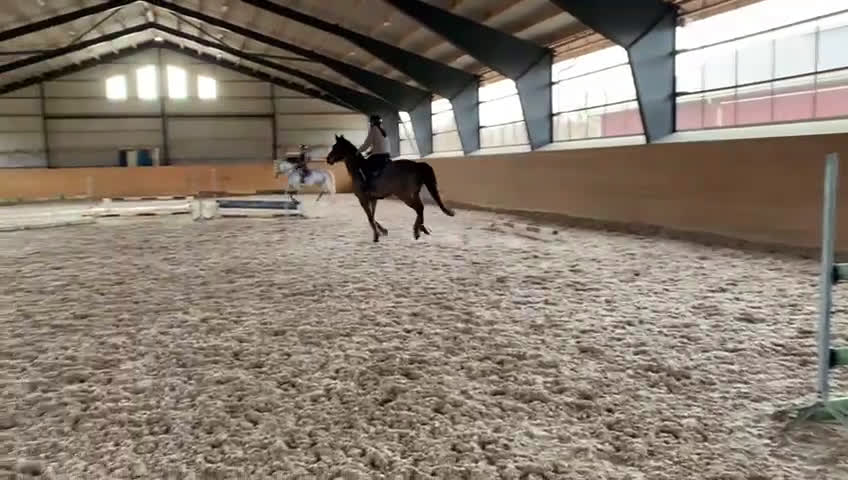 Hoppning hästar till salu: Rolig hobbyhäst inklusive ny sadel  i Bolmsö - Video 3