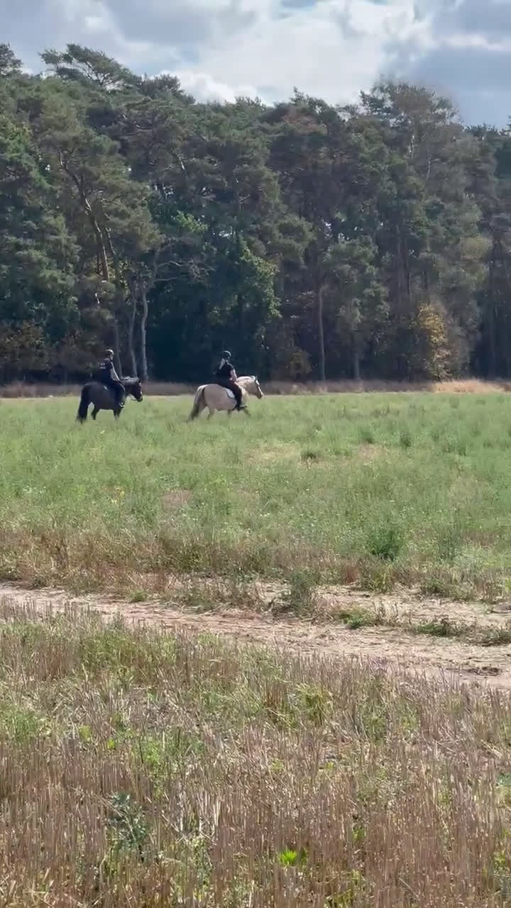 Allround hästar till salu: Underbar hobby/skogsmulle ⭐️ i Annelöv - Video 2