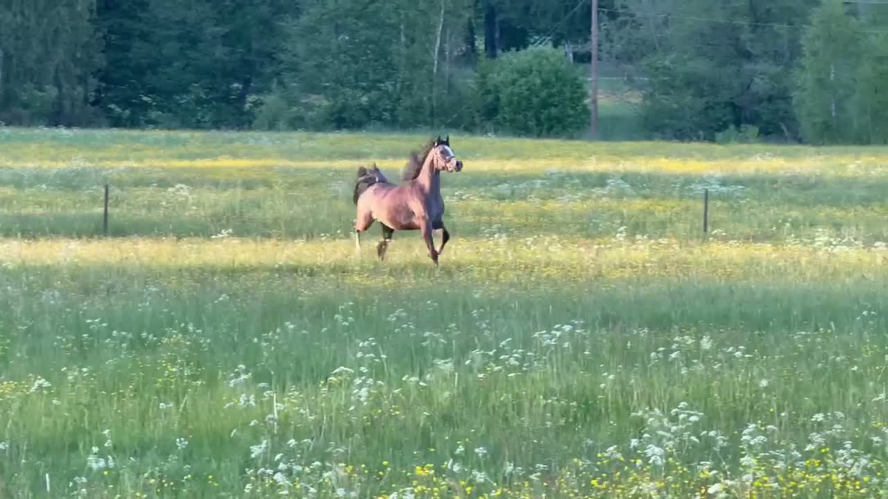 Allround hästar till salu: Underbart, STORT Arabsto!  - Video 1