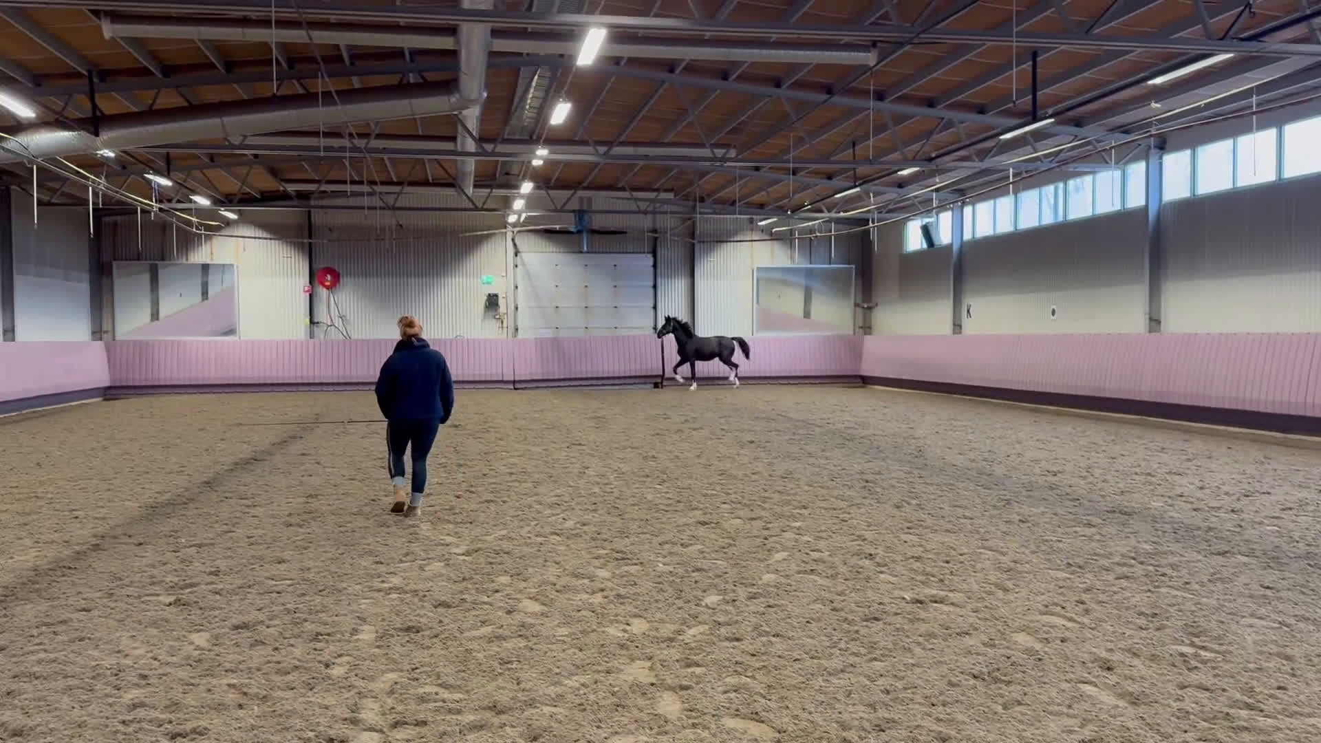 Allround hästar till salu: Blivande fälttävlansämne ? - Video 2