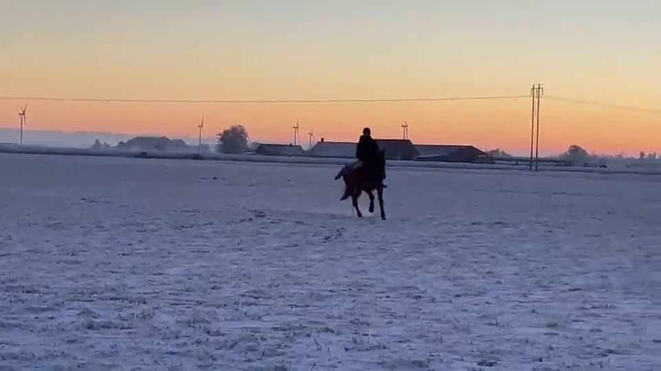Allround hästar till salu: Fint halvblodssto - Video 4