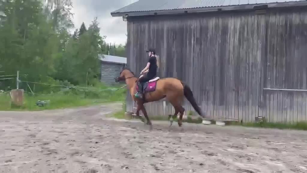 Allround hästar till salu: 5 årigt ridsto - Video 3