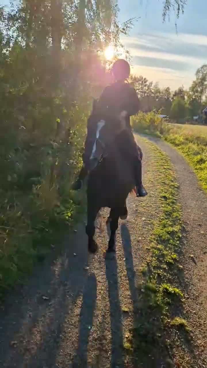 Allround hästar till salu: Underbart kallblodssto - Video 3