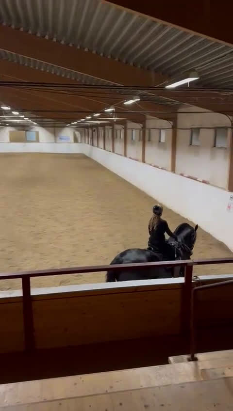 Dressyr hästar till salu: Frieser sto i Oxelösund - Video 3