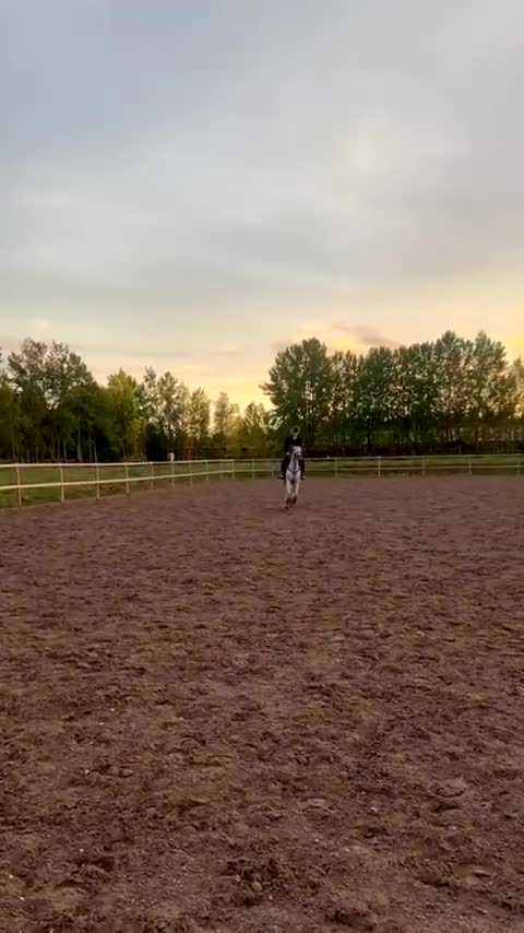 Allround hästar till salu: Din nya stjärna! 🌟  i Nybro - Video 2