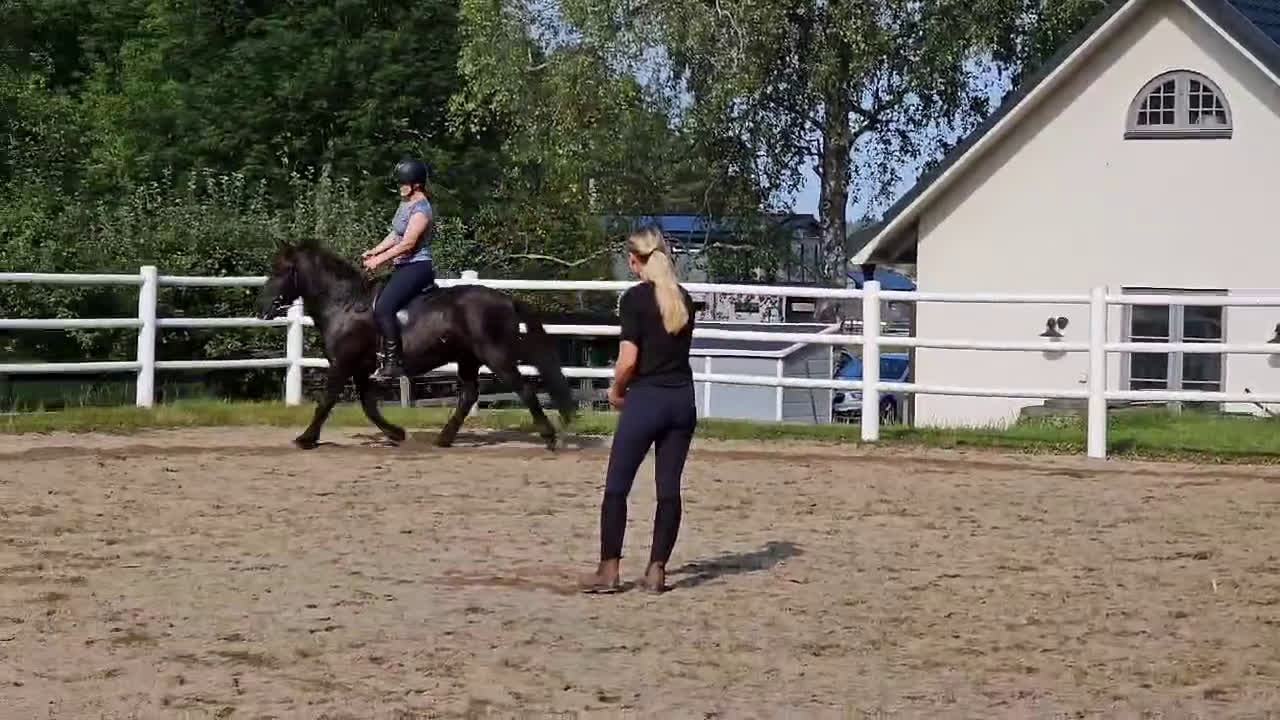 Island hästar till salu: Välutbildat och piggt roligt sto - Video 1