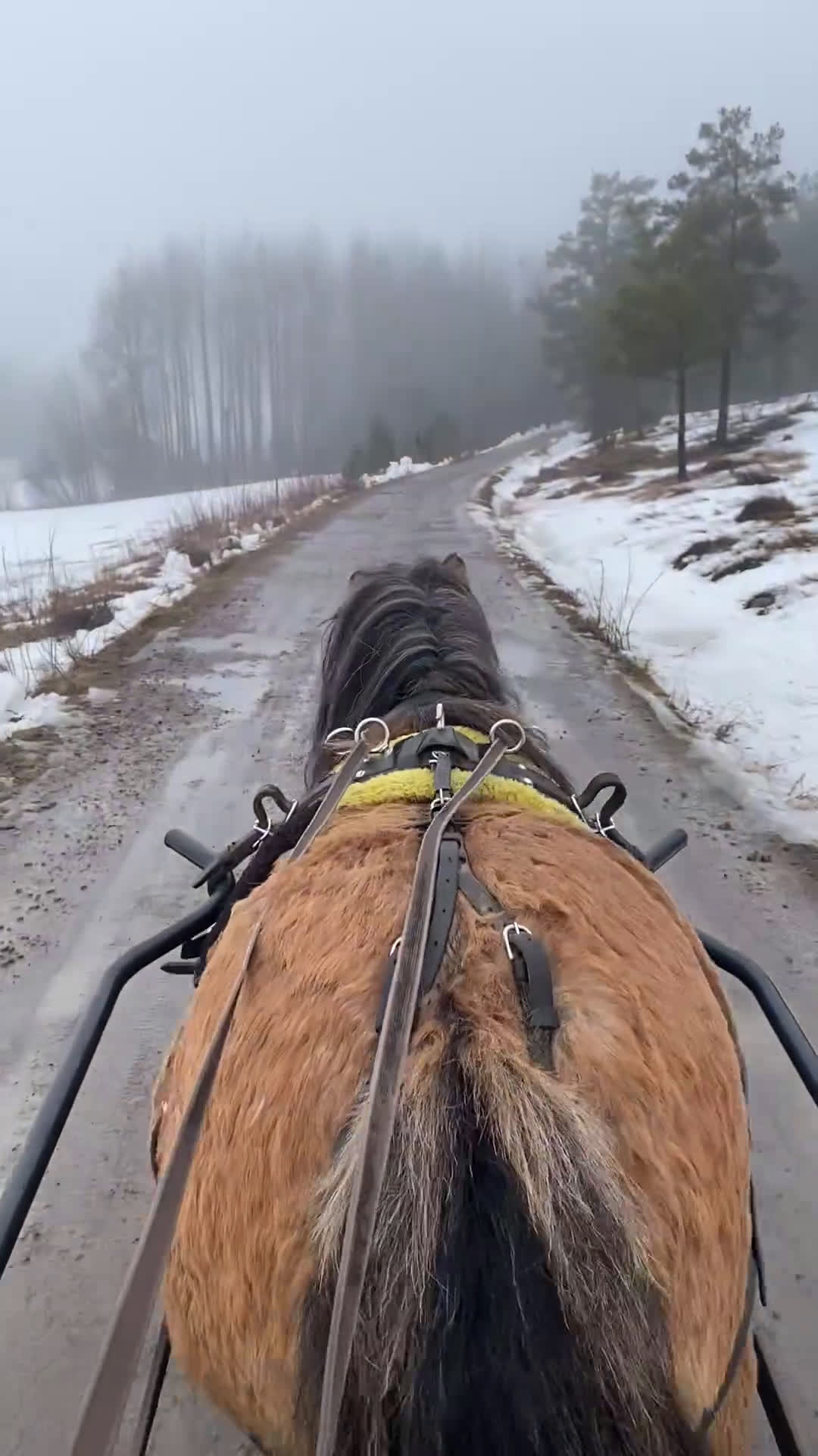 Allround hästar till salu: Supersnällt sto körd och riden - Video 1