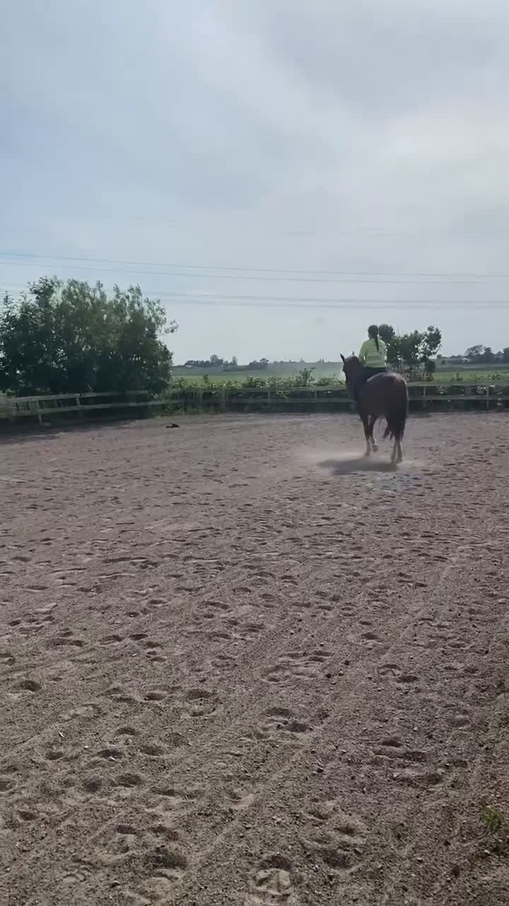 Allround hästar till salu: Finaste killen i Trelleborg - Video 1