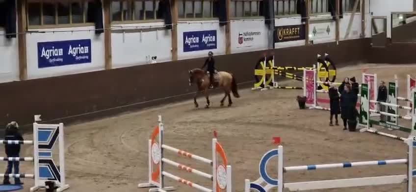 Hoppning hästar till salu: Tillfälle - Video 5