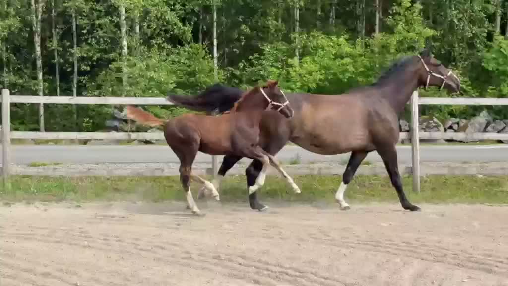 Hoppning hästar till salu: Mkt trevligt stoföl - Video 2