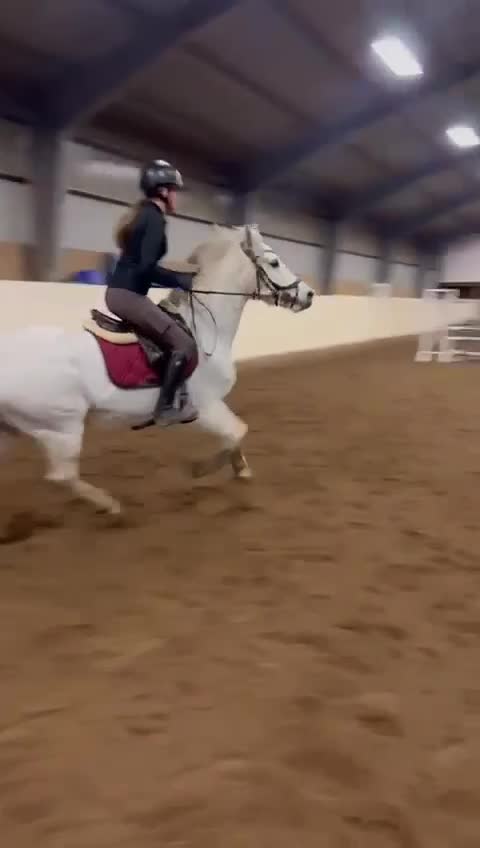 Allround hästar till salu: Vackert Connemara sto för alla discipliner 🌸 - Video 5
