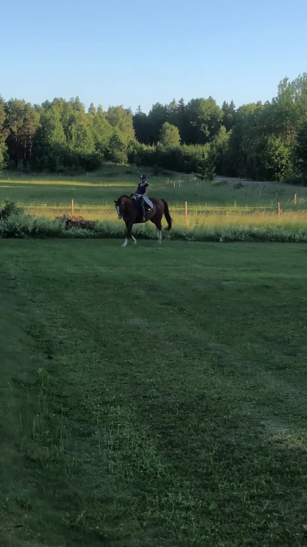 Dressyr hästar till salu: Härlig Snygg Valack Säljes! - Video 3