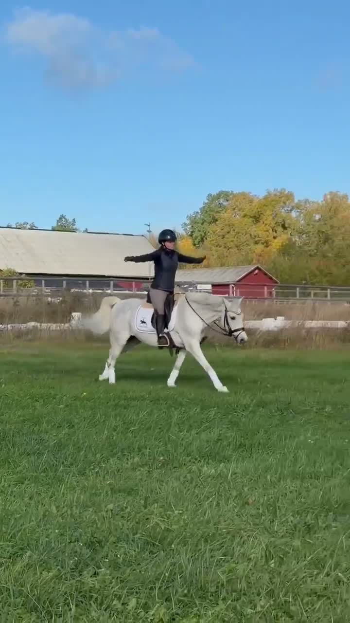 Dressyr hästar till salu: Mycket fin dressyrponny - Video 2
