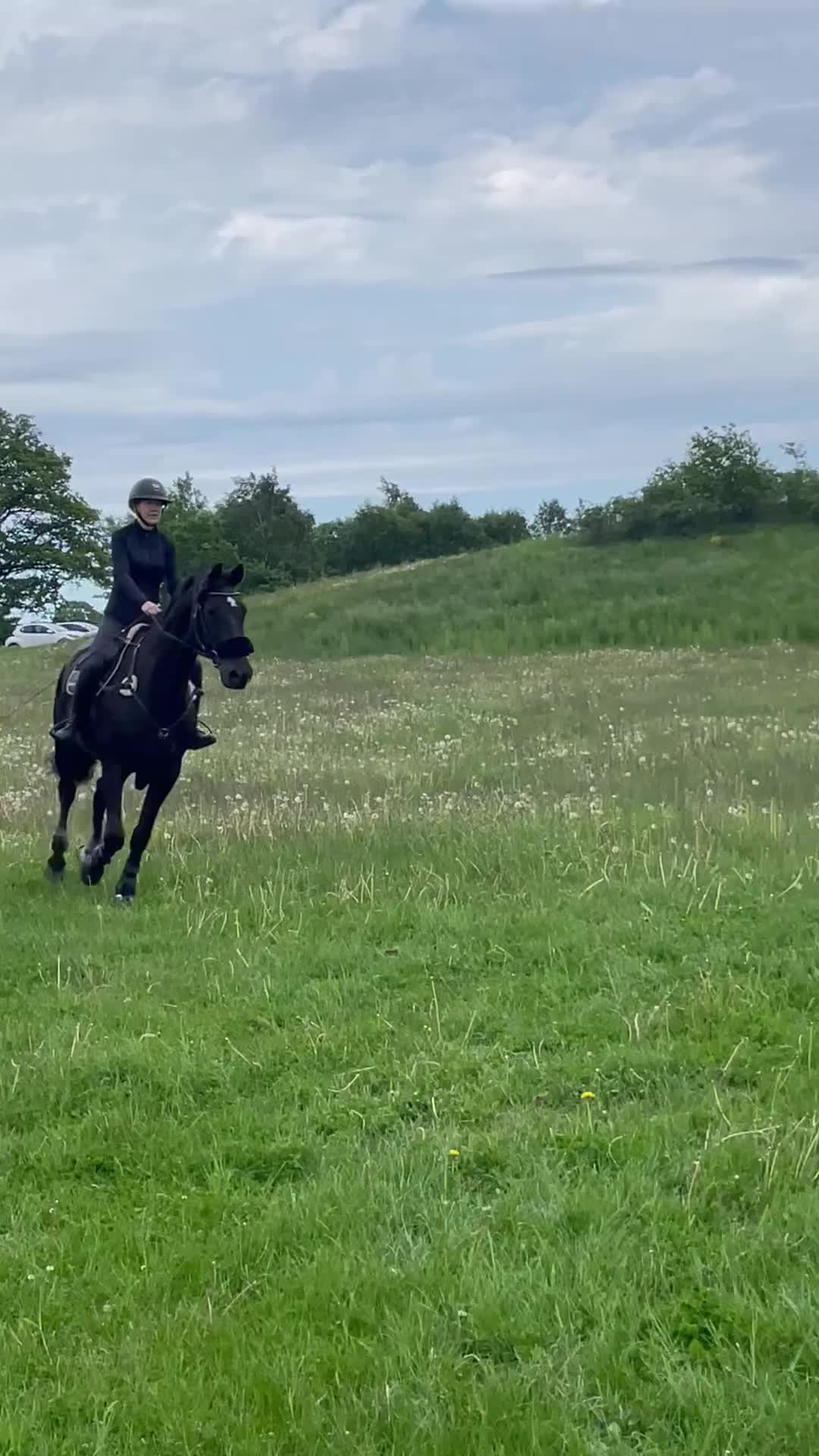 Allround hästar till salu: Stilig gentleman RESERVERAD - Video 3