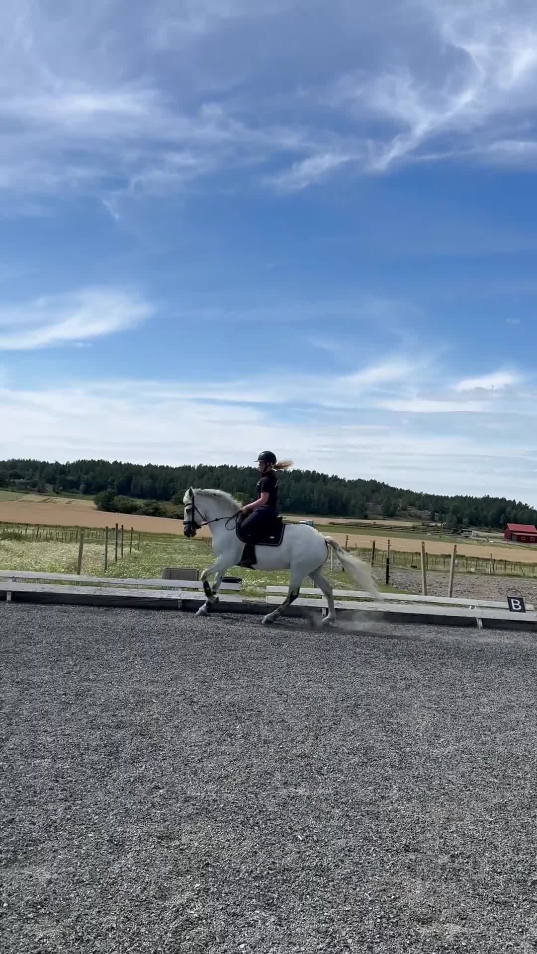 Allround hästar till salu: Trevlig D-ponny - Video 1