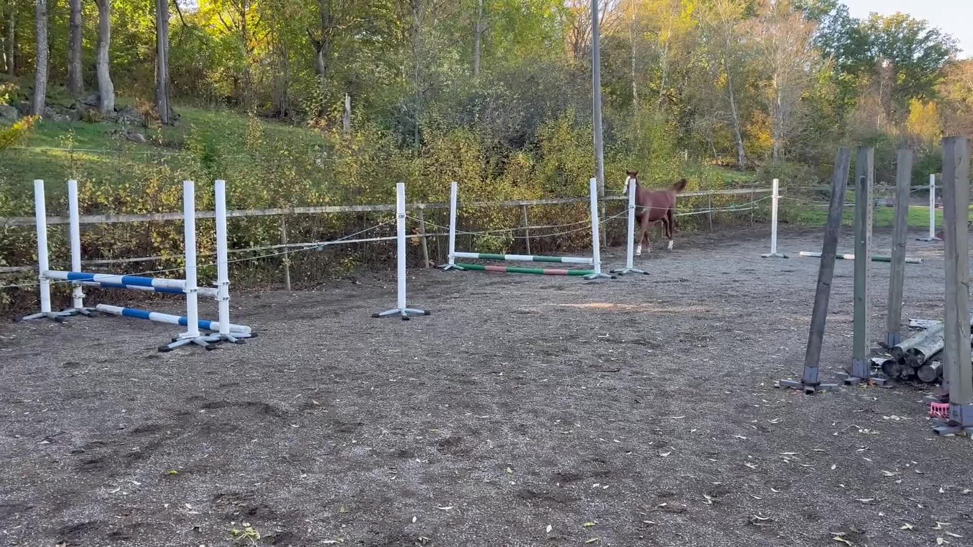 Hoppning hästar till salu: Hoppämne säljes  i Lyckeby - Video 1