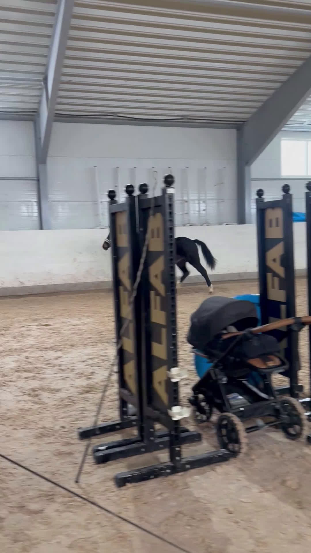 Hoppning hästar till salu: Lovande cool 2-åring - Video 1