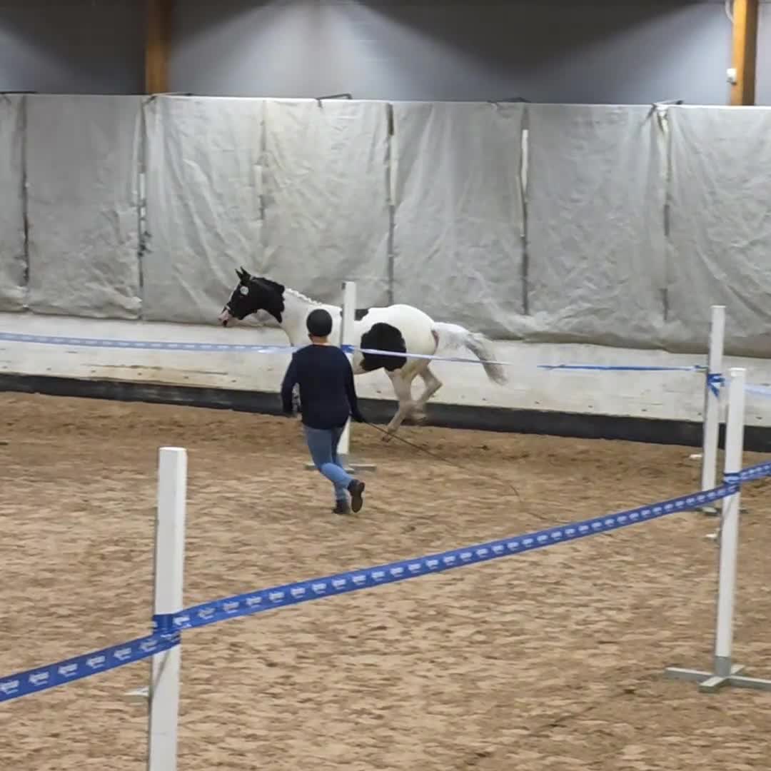 Allround hästar till salu: Den perfekta allround hästen  - Video 1