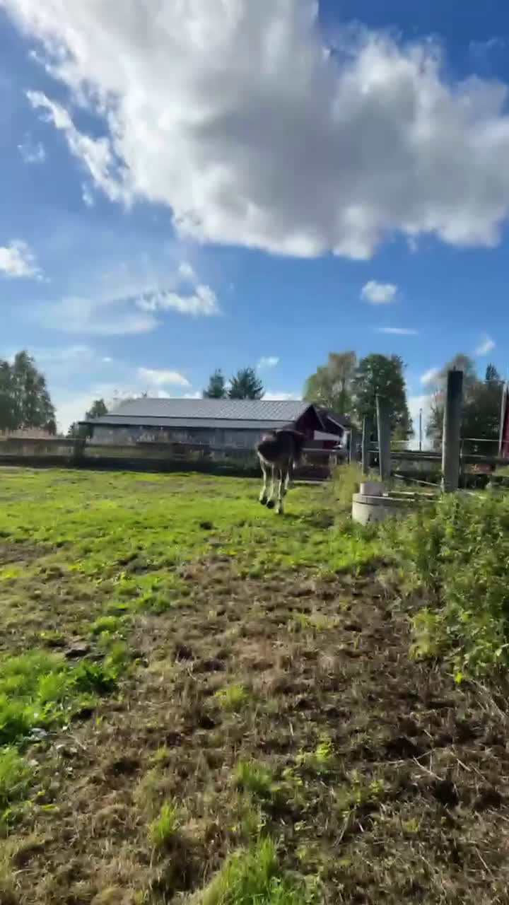 Barockt hästar till salu: Shire Hingst Odin i Pello - Video 1