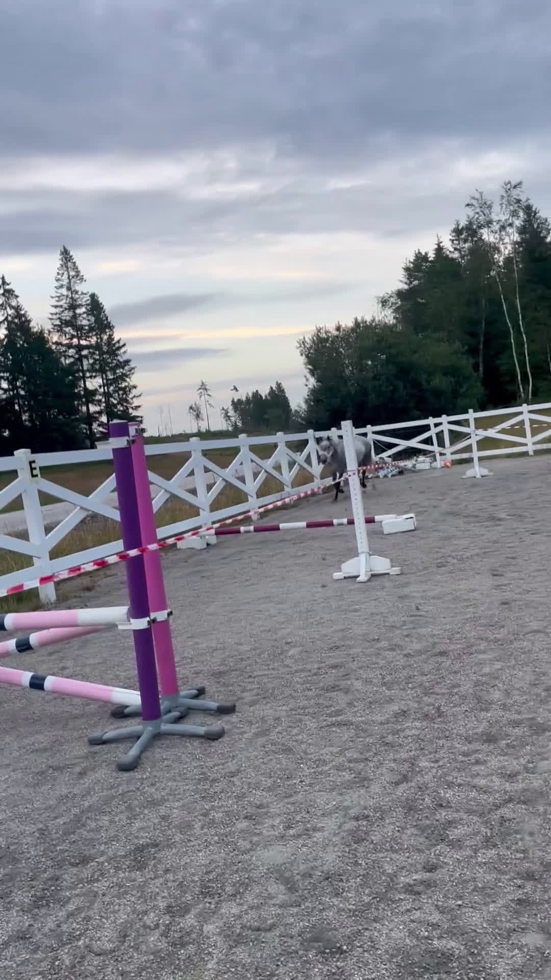 Allround hästar till salu: Sockersöt Connemara  - Video 1