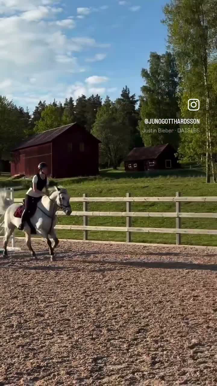 Hoppning hästar till salu: Ponny med största hjärtat säljes - Video 5