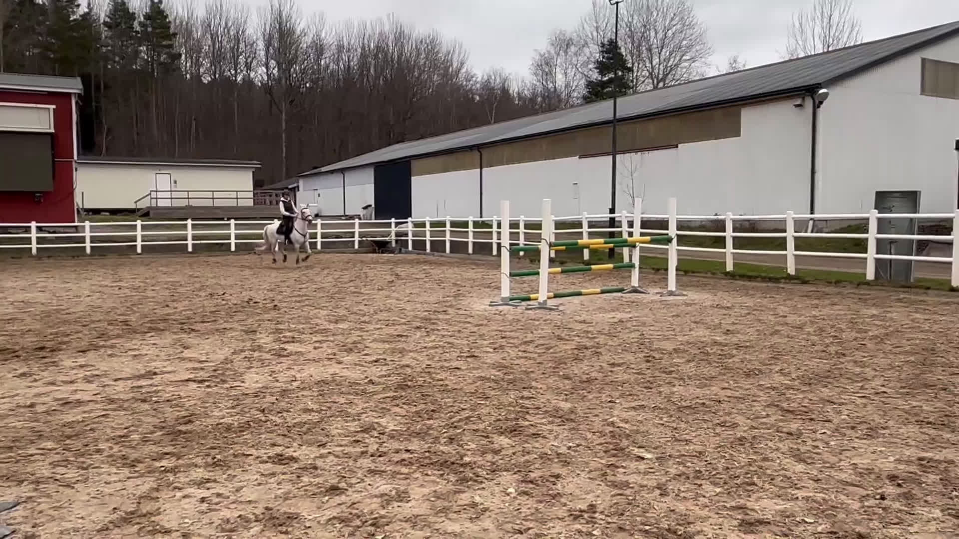 Hoppning hästar till salu: Guldponny  - Video 2