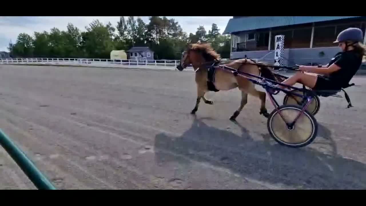 Trav hästar till salu: Startklar trevlig ponnytravare e. Kumlaby Modul i Hemse - Video 5