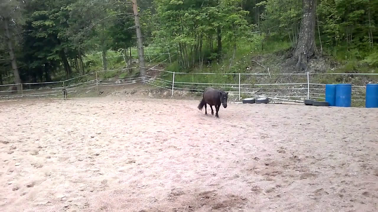  hästgårdar till salu: Charmigt timmerhus från 1800-talet med stall i Söderkulla - Video 1