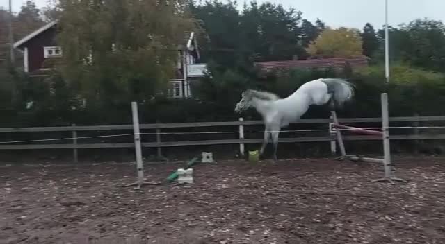 Allround hästar till salu: Intressekoll på fint swb sto! 🌟 - Video 2