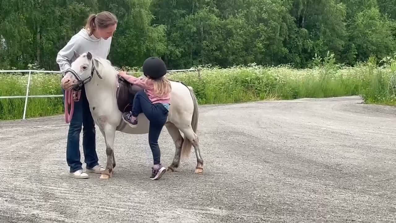 Allround hästar till salu: Världens snällaste ponny - Video 4