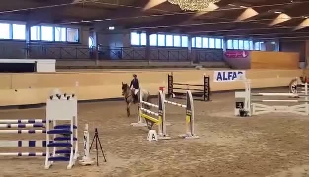 Hoppning hästar till salu: Tävlingsponny - Video 2