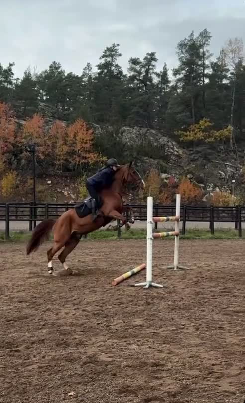 Hoppning hästar till salu: Dponny med kapacitet🌟 - Video 2