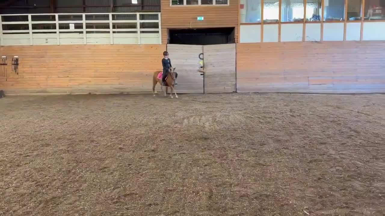 Allround hästar till salu: Jaguar - Video 1