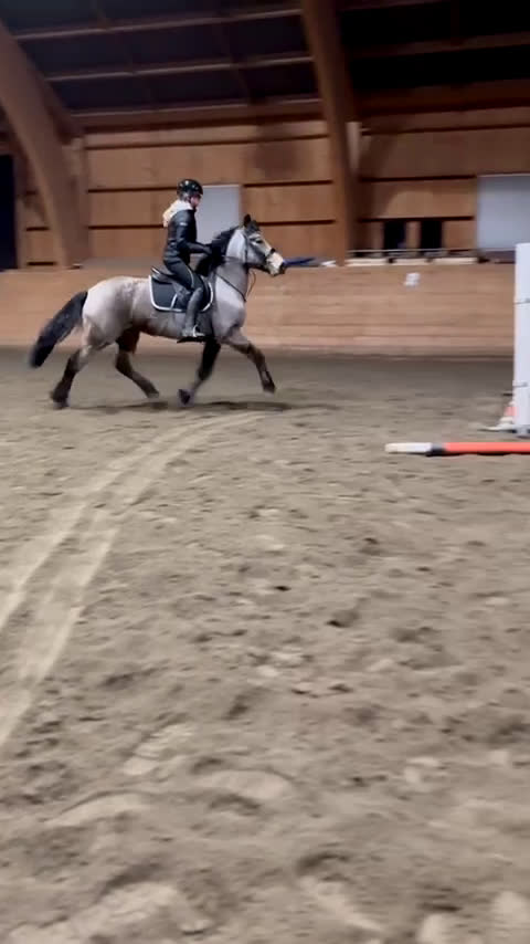 Allround hästar till salu: En ponny med mycket potential  i Rönneshytta - Video 2