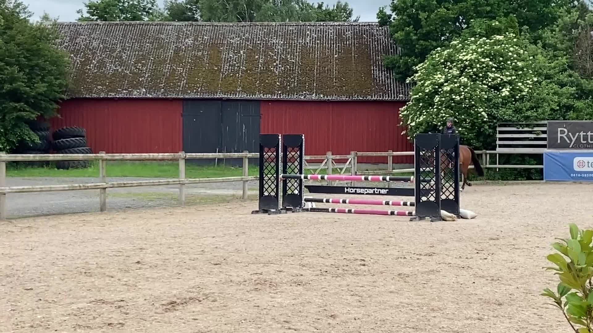 Hoppning hästar till salu: Sportig hopphäst med bra gångarter - Video 2