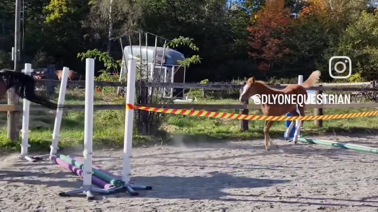 Hoppning hästar till salu: Fynda lovande unghästar  i Asarum - Video 1