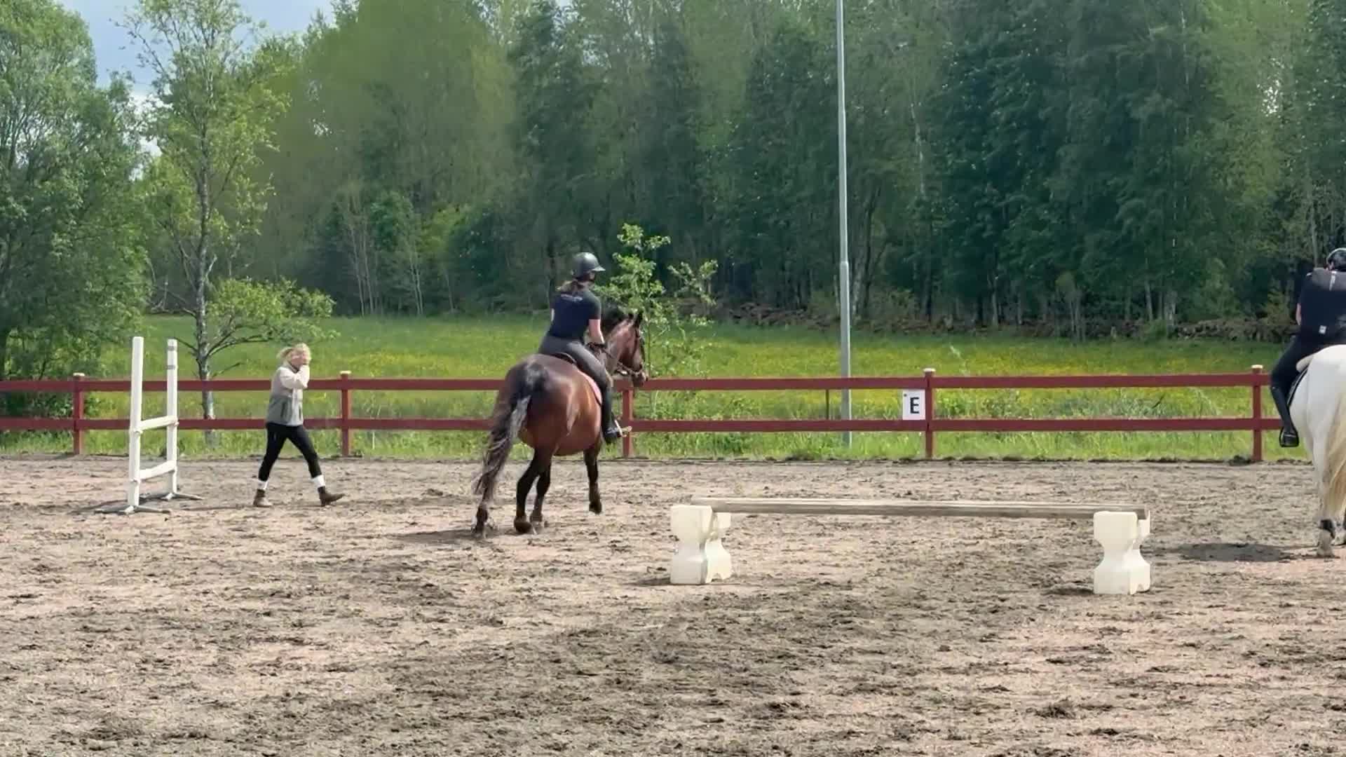 Allround hästar till salu: Snällt allroundssto - Video 1