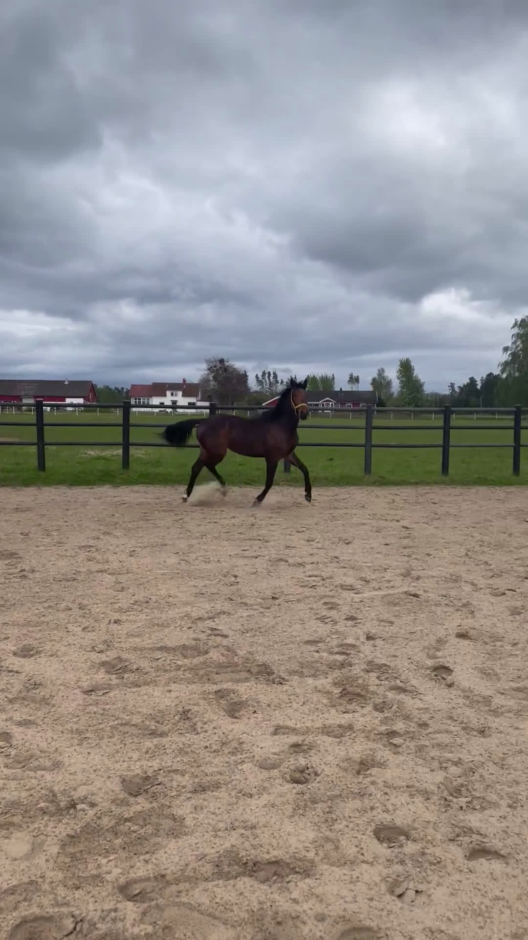 Fälttävlan hästar till salu: Trevlig unghäst till dressyr eller fälttävlan.  - Video 3