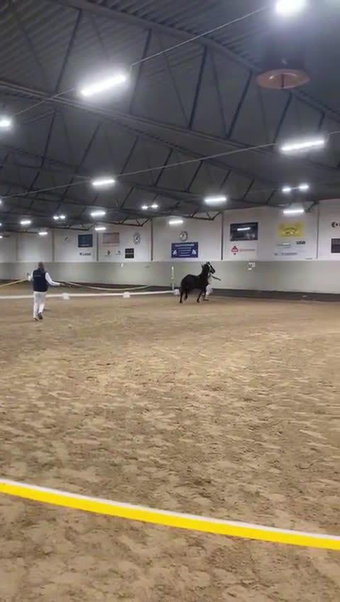 Avelshästar hästar till salu: Vackra Vienna af Aftonmora  i Frövi - Video 2