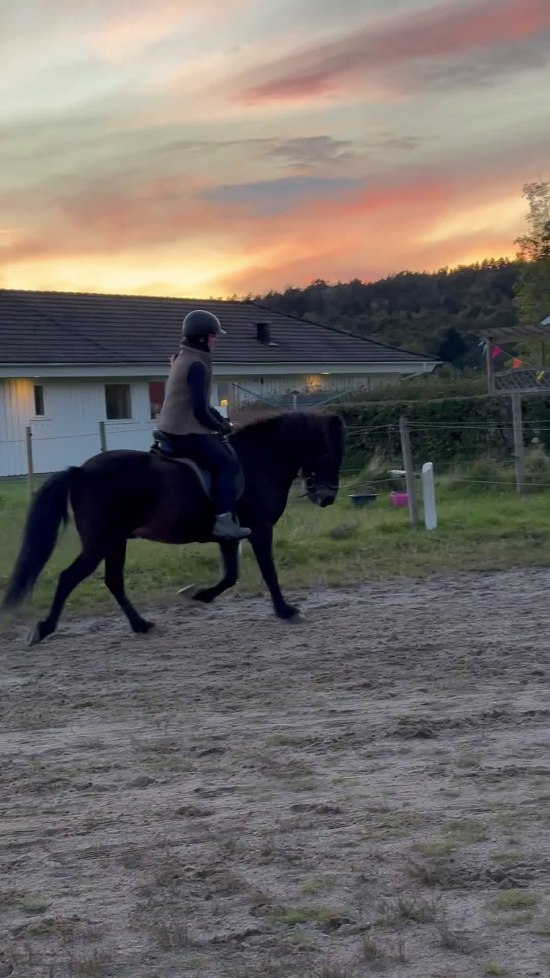 Island hästar till salu: Vacker valack - Video 1
