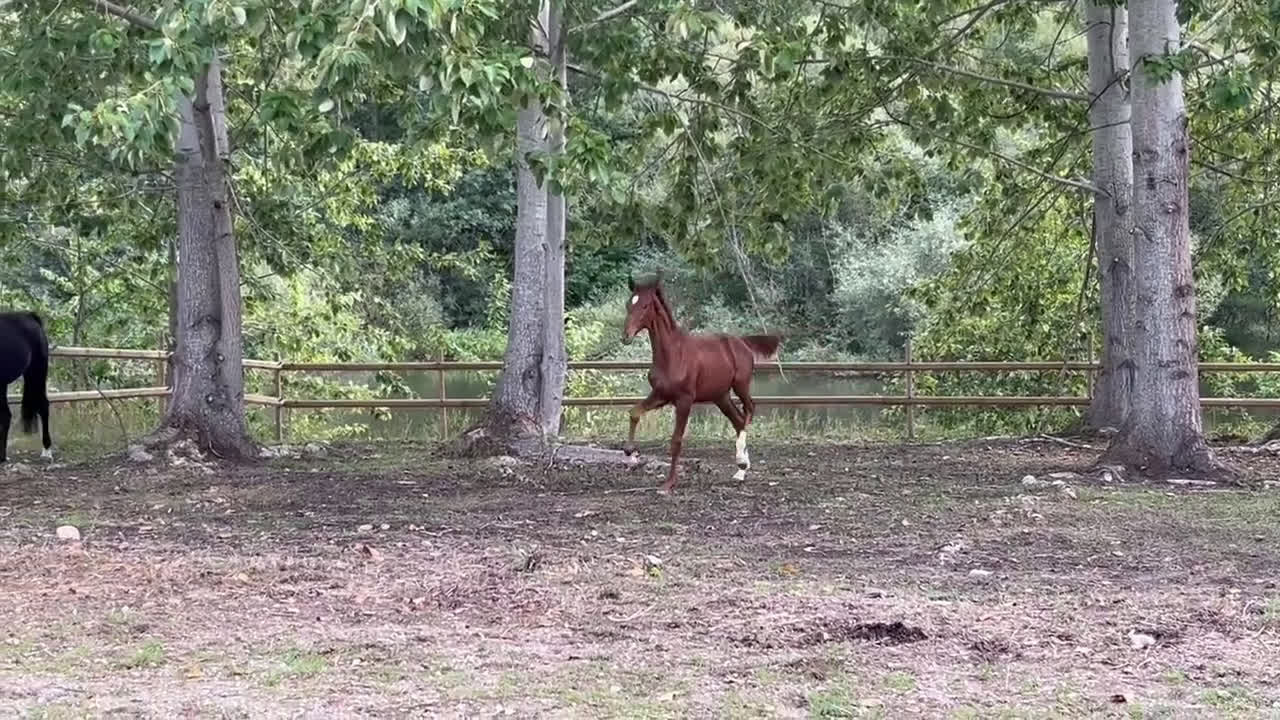 Dressyr hästar till salu: Betrix W - Hingstföl med elitstam i Skänninge - Video 3